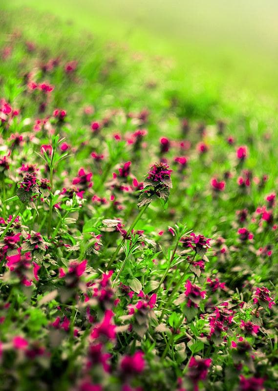 55　未使用　取説　純正ケース付ぐるぐるボケレンズ　 ヘリオス　44-2　M42