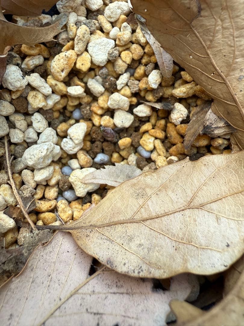 ★チベタヌス　ベインが美しい四川省種★4〜5年苗★クリスマスローズ苗