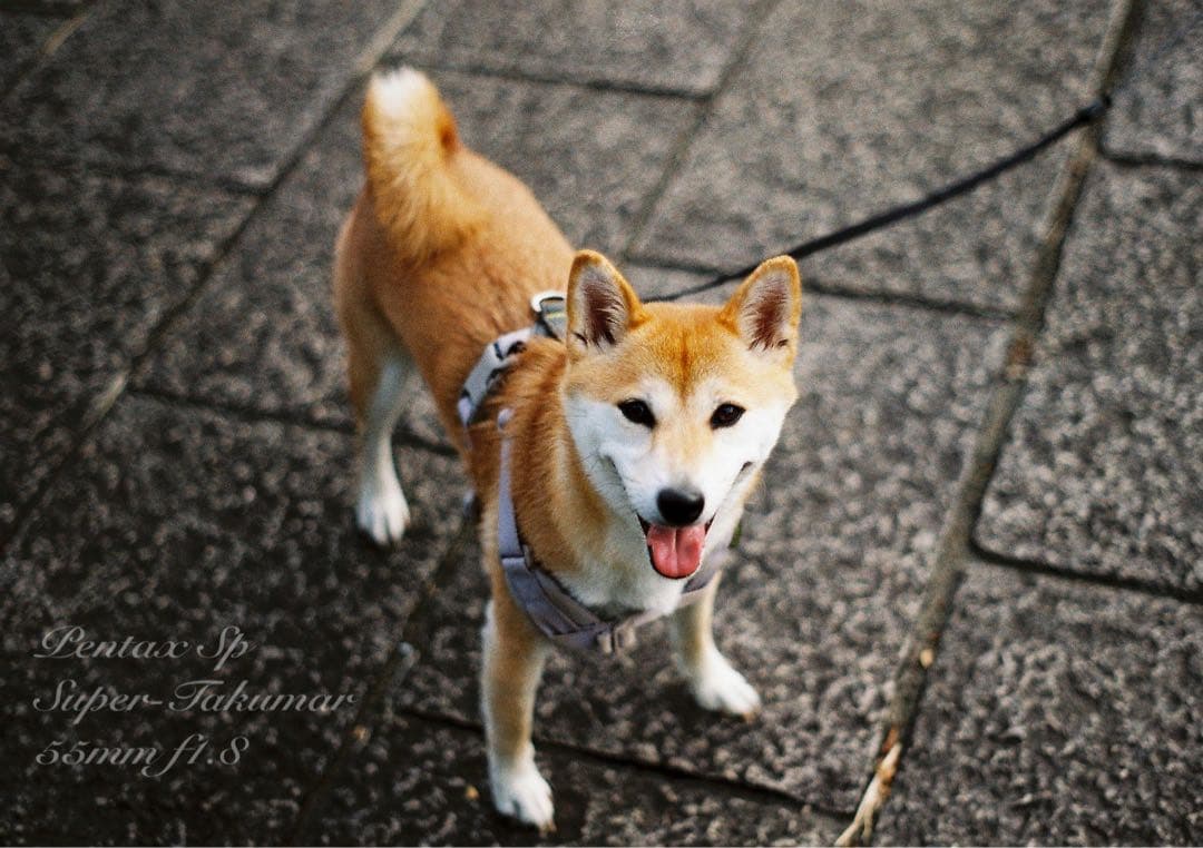 pentax sp＊純正カメラバッグ付き＊フルセット＊完動品＊美品＊初期保証