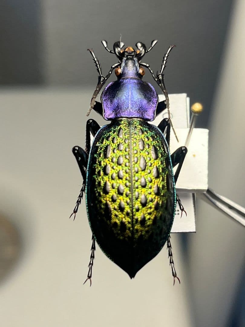 【極美個体】エリスカブリモドキ オサムシ標本 オサムシ マイマイカブリハンミョウ