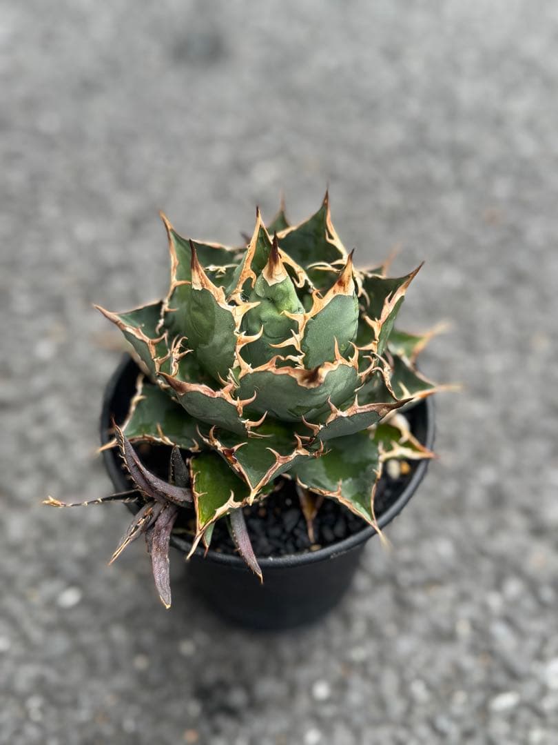 【最終値下げ】Agave titanota アガベチタノタ 極選株