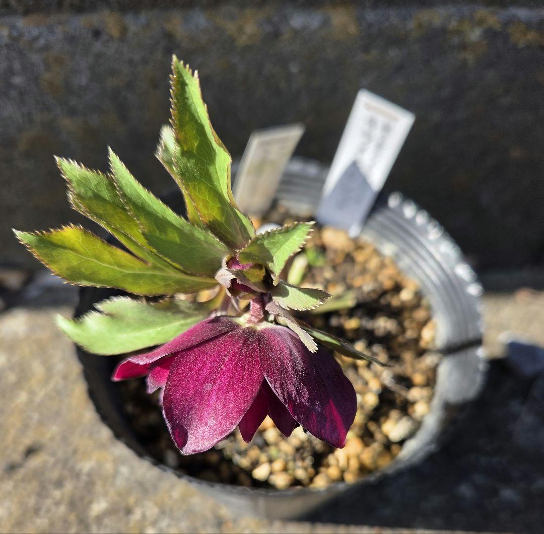 クリスマスローズ　キラメキレッド