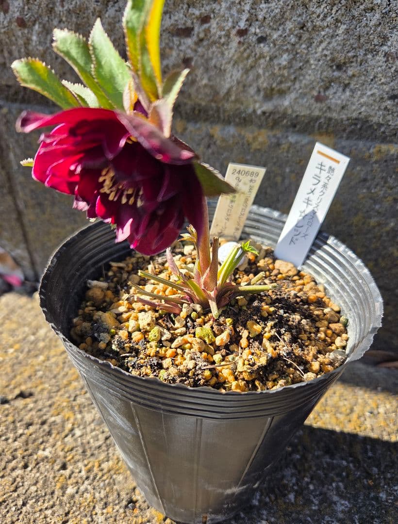 クリスマスローズ　キラメキレッド