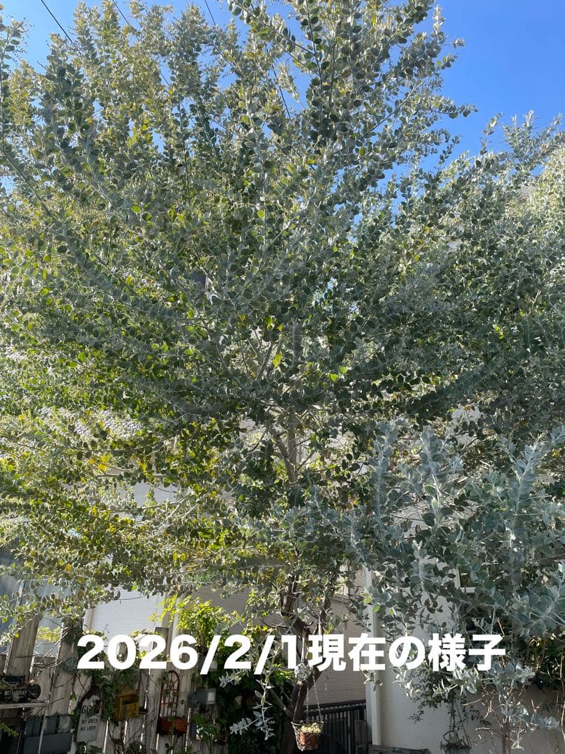 フレッシュ　ミモザ　パールアカシア