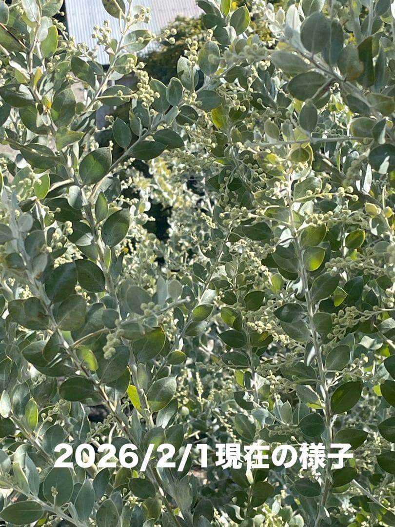 フレッシュ　ミモザ　パールアカシア