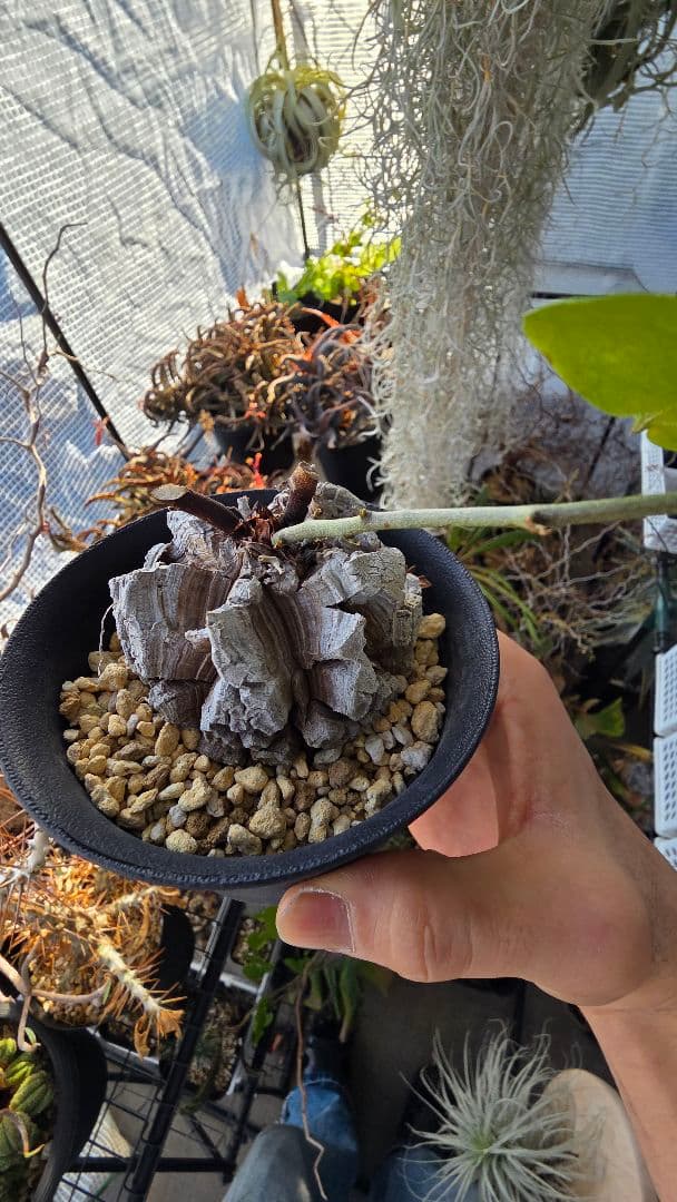 【長谷川園芸】亀甲竜