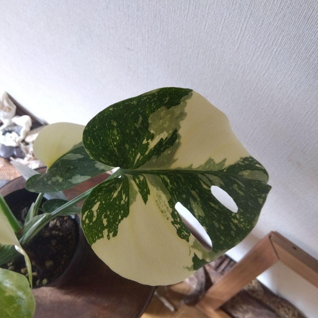 モンステラ・タイコンステレーション