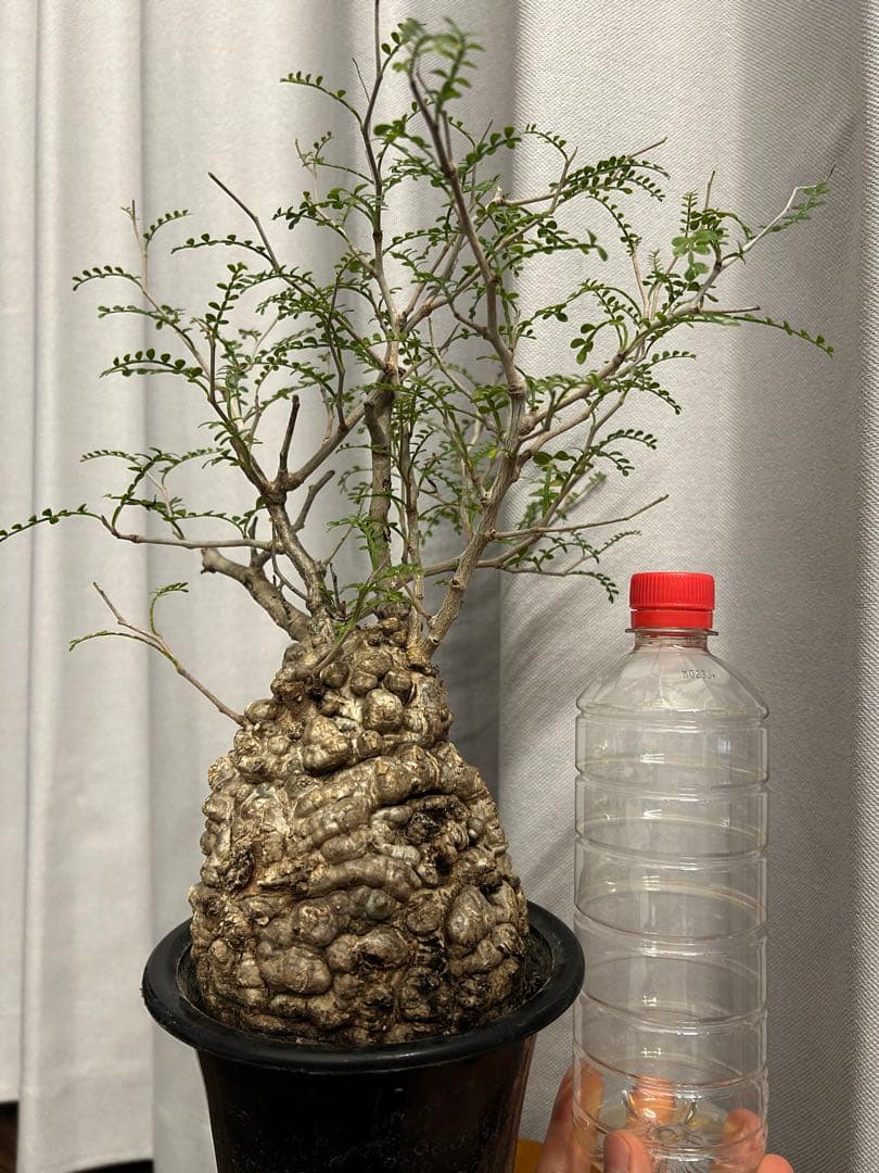 オペルクリカリア パキプス 現地球 発根済 みやび鉢 グラキリス デカリー