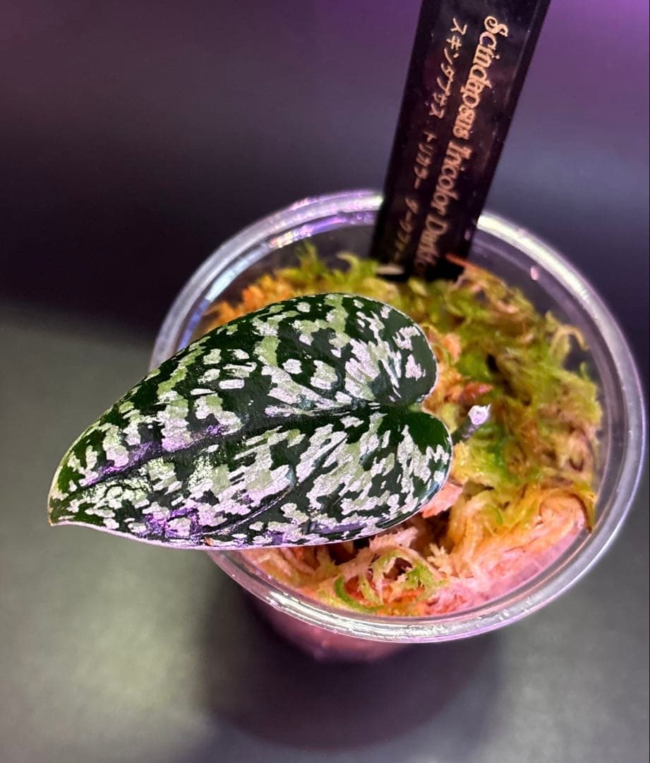 スキンダプサス　綺麗な斑入り　セットL3