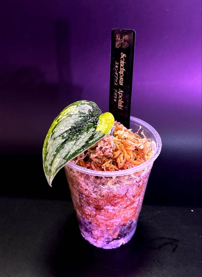 スキンダプサス　綺麗な斑入り　セットL3