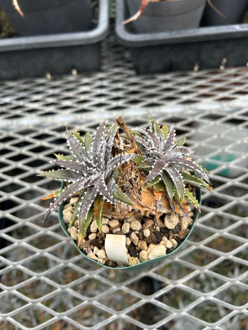小型 DBディッキア Dyckia Bill Baker hybrid #214