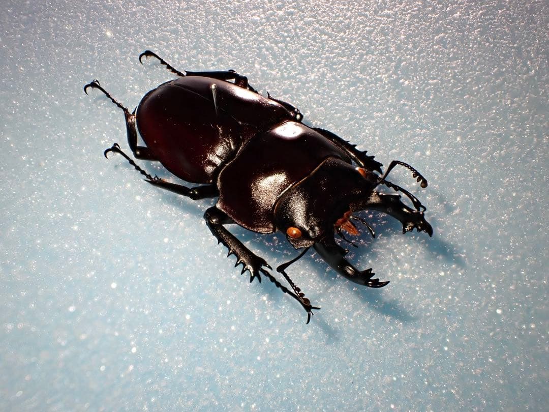 【標本】ヤエヤママルバネクワガタ　石垣島産　57.0ミリ　野外品　規制前採集品