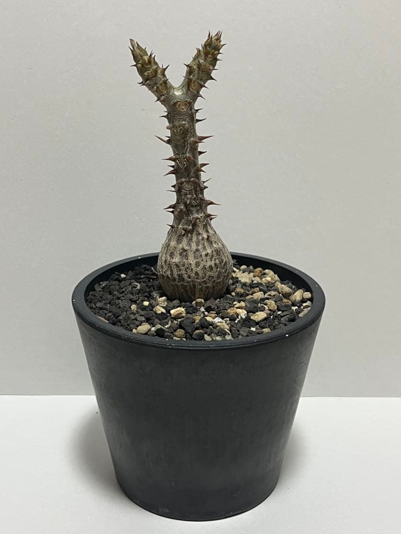 【コレクション株】パキポディウム　ウィンゾリー　国内実生株