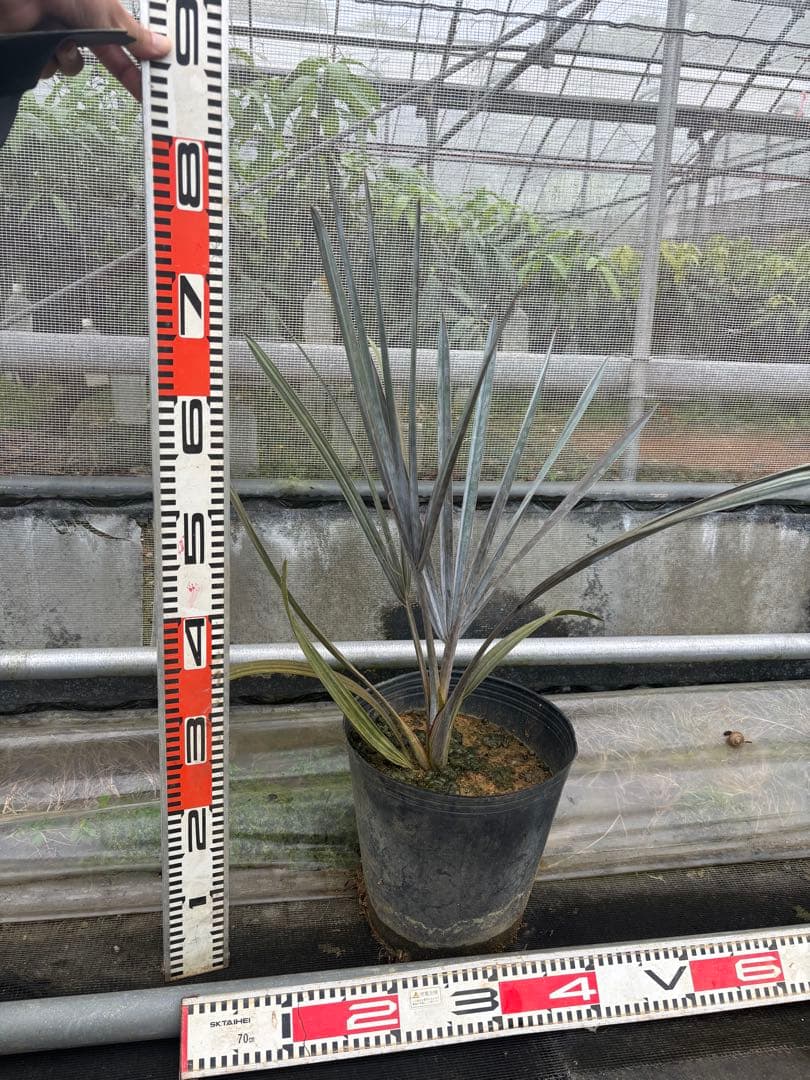 ビスマルキアノビリス　シルバー