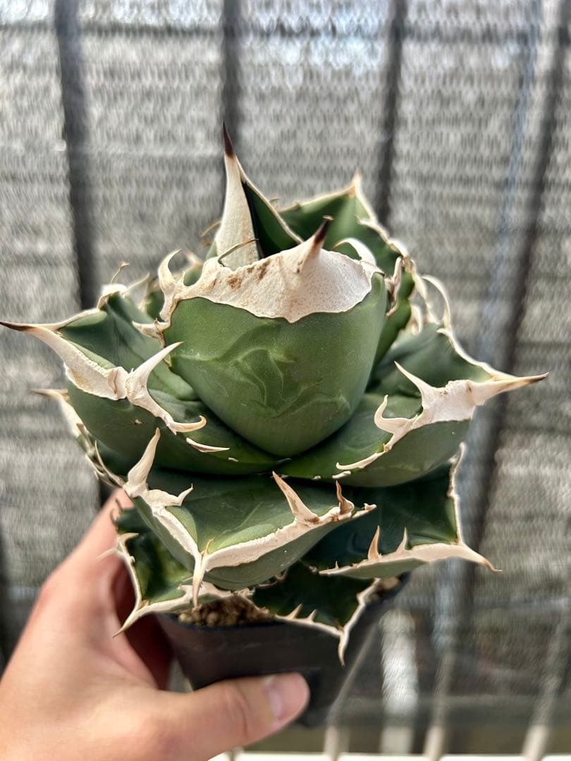 NY 【現物】アガベチタノタ SAD