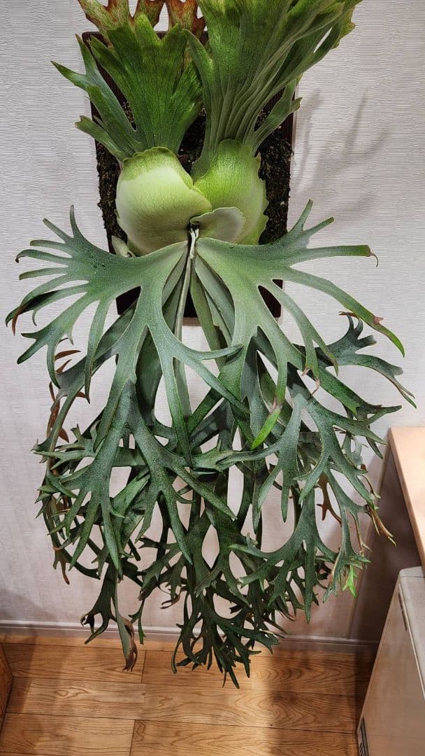 月光爪哇OC子株　ウィリンキー　ビカクシダ　willinckii ゲッコウジャワ