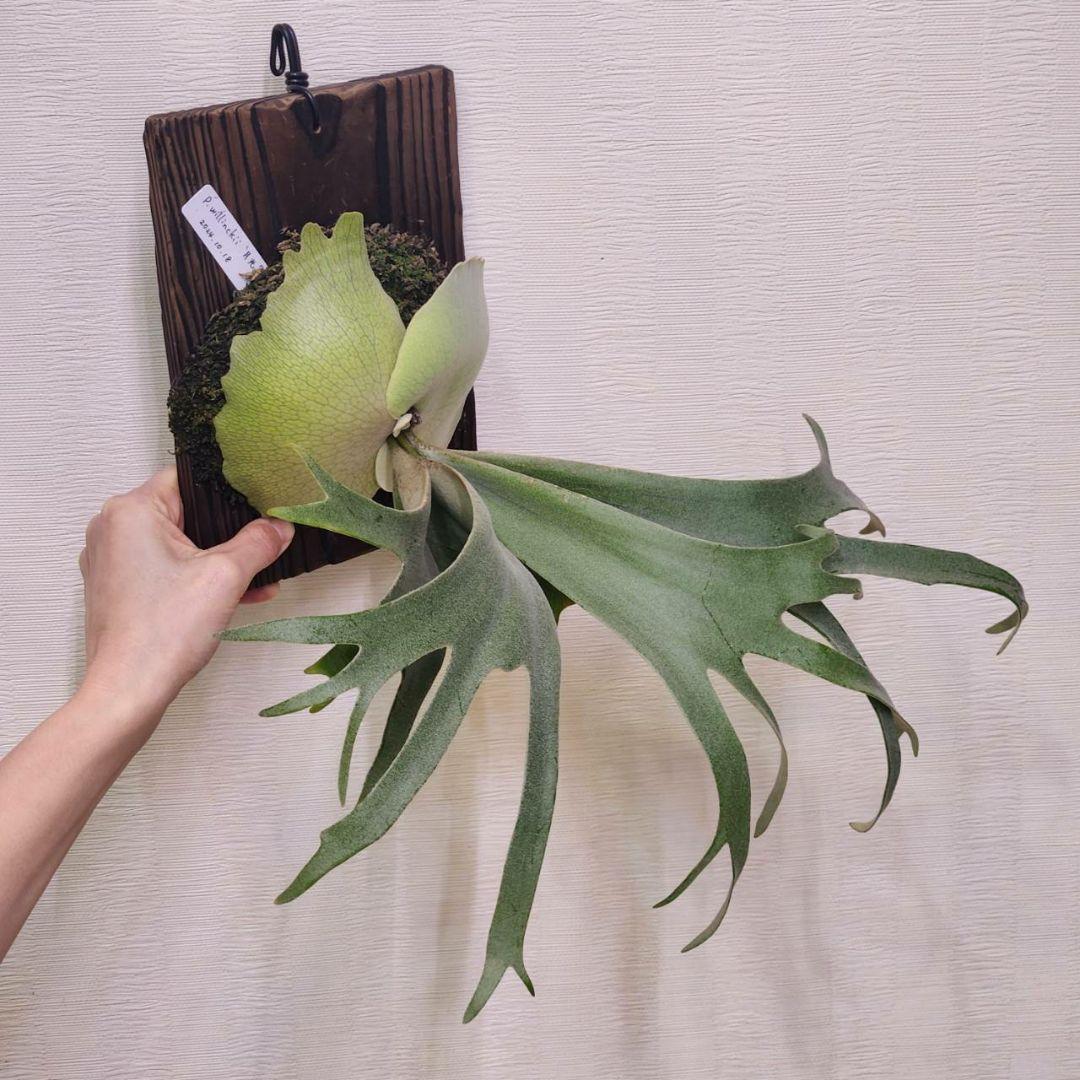 月光爪哇OC子株　ウィリンキー　ビカクシダ　willinckii ゲッコウジャワ