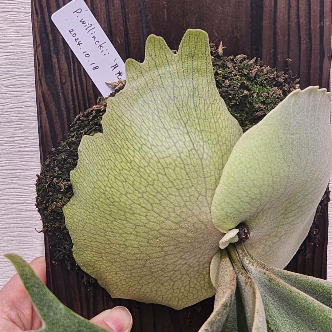 月光爪哇OC子株　ウィリンキー　ビカクシダ　willinckii ゲッコウジャワ