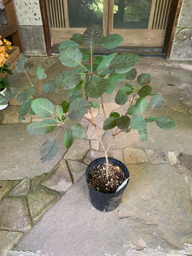 のこのこページ　スモークツリー　ルブリフォリウス