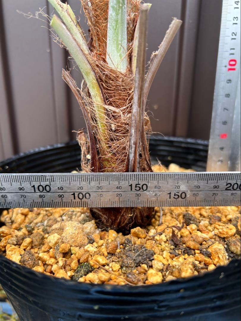 ブラヘア アルマータ D特白個体
