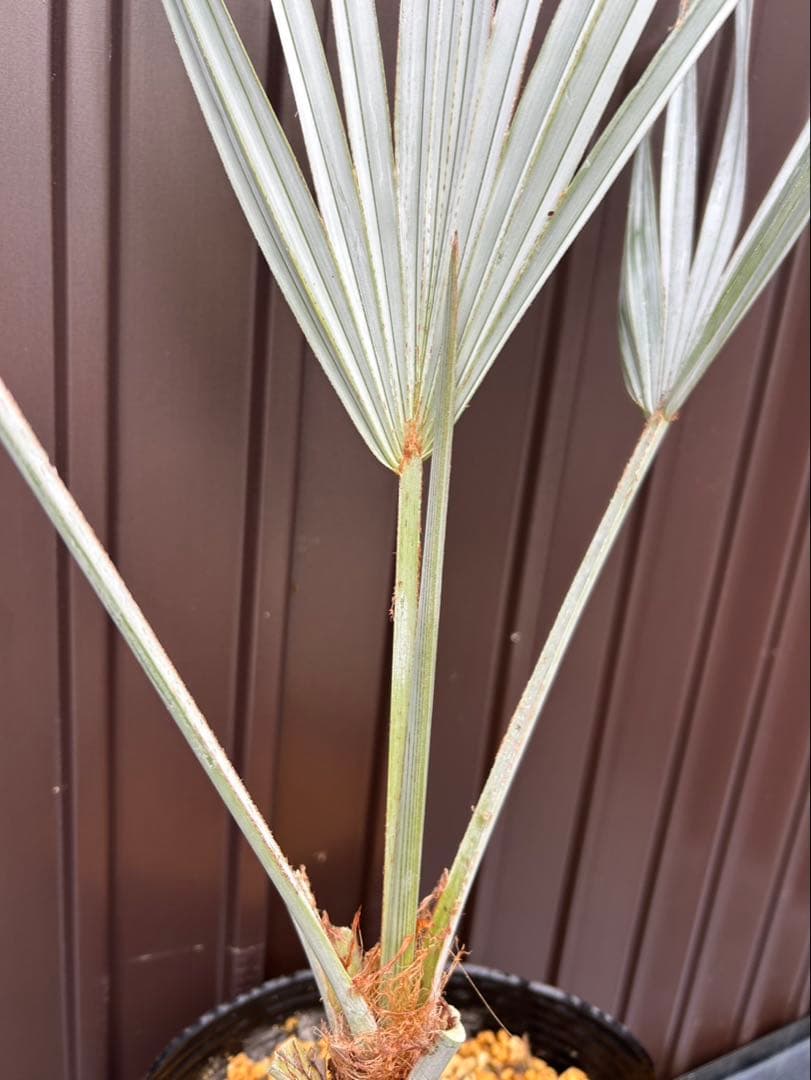 ブラヘア アルマータ D特白個体