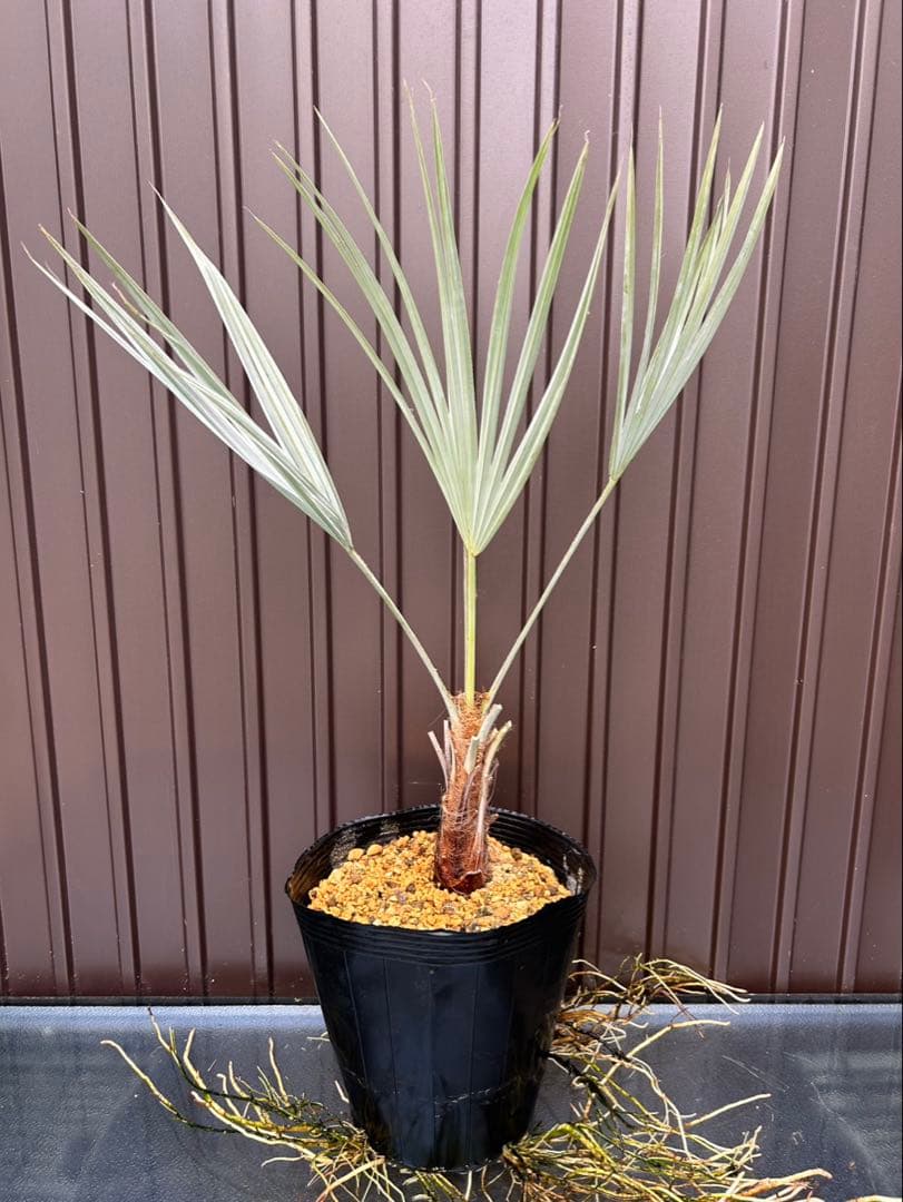 ブラヘア アルマータ D特白個体