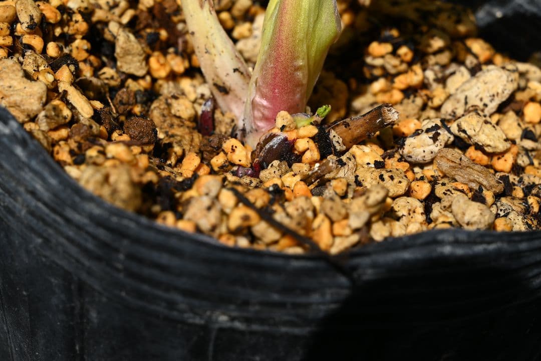 クリスマスローズ　最新花！認定かぐや姫　加藤農園