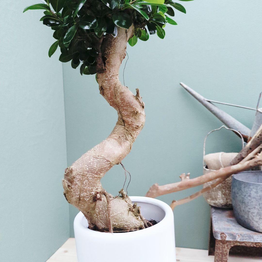 昇り龍 ガジュマル曲がり ７号ロング 陶器 縁起物 運気