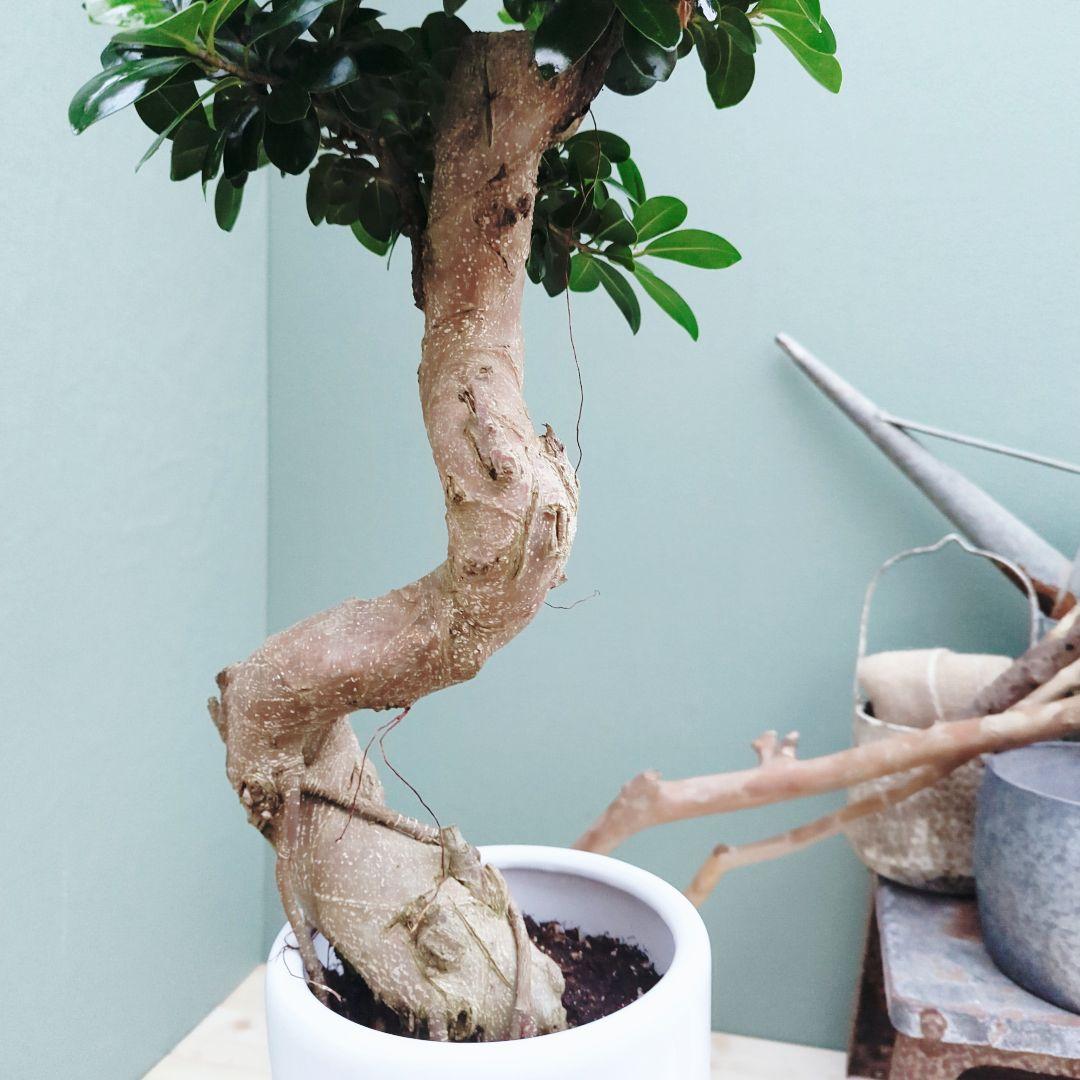 昇り龍 ガジュマル曲がり ７号ロング 陶器 縁起物 運気