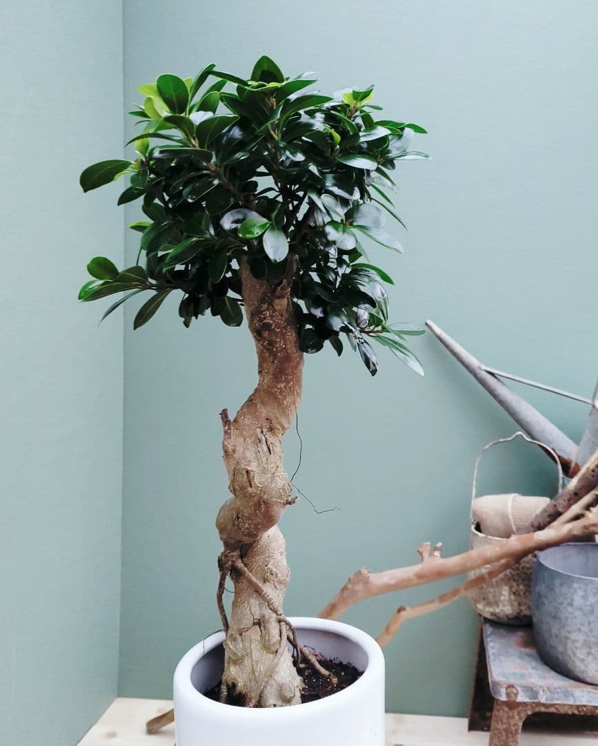 昇り龍 ガジュマル曲がり ７号ロング 陶器 縁起物 運気