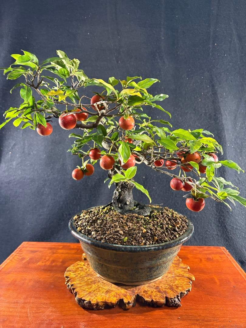 貴風盆栽、常盤木、模様木、沢山の実付き やや傷や汚れあり