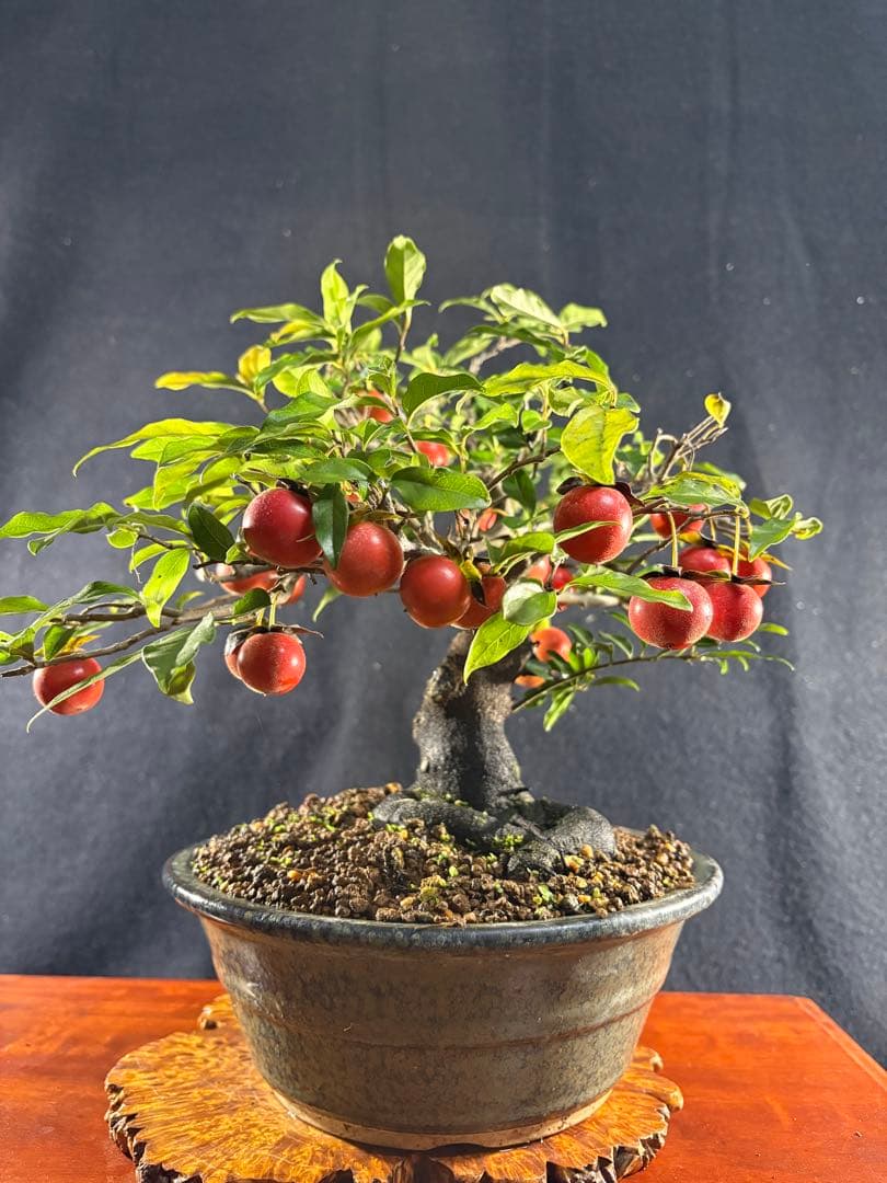 貴風盆栽、常盤木、模様木、沢山の実付き やや傷や汚れあり