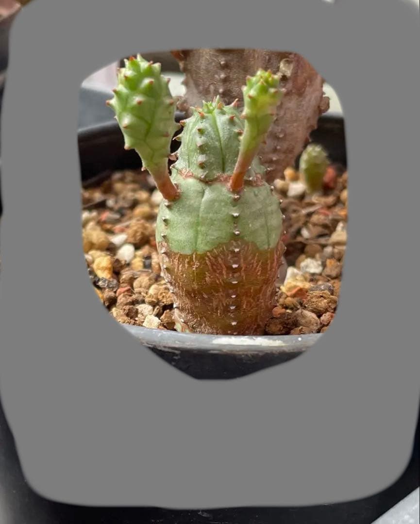 お問い合わせ中　画像更新9/25 オベサブロウ　抜き苗