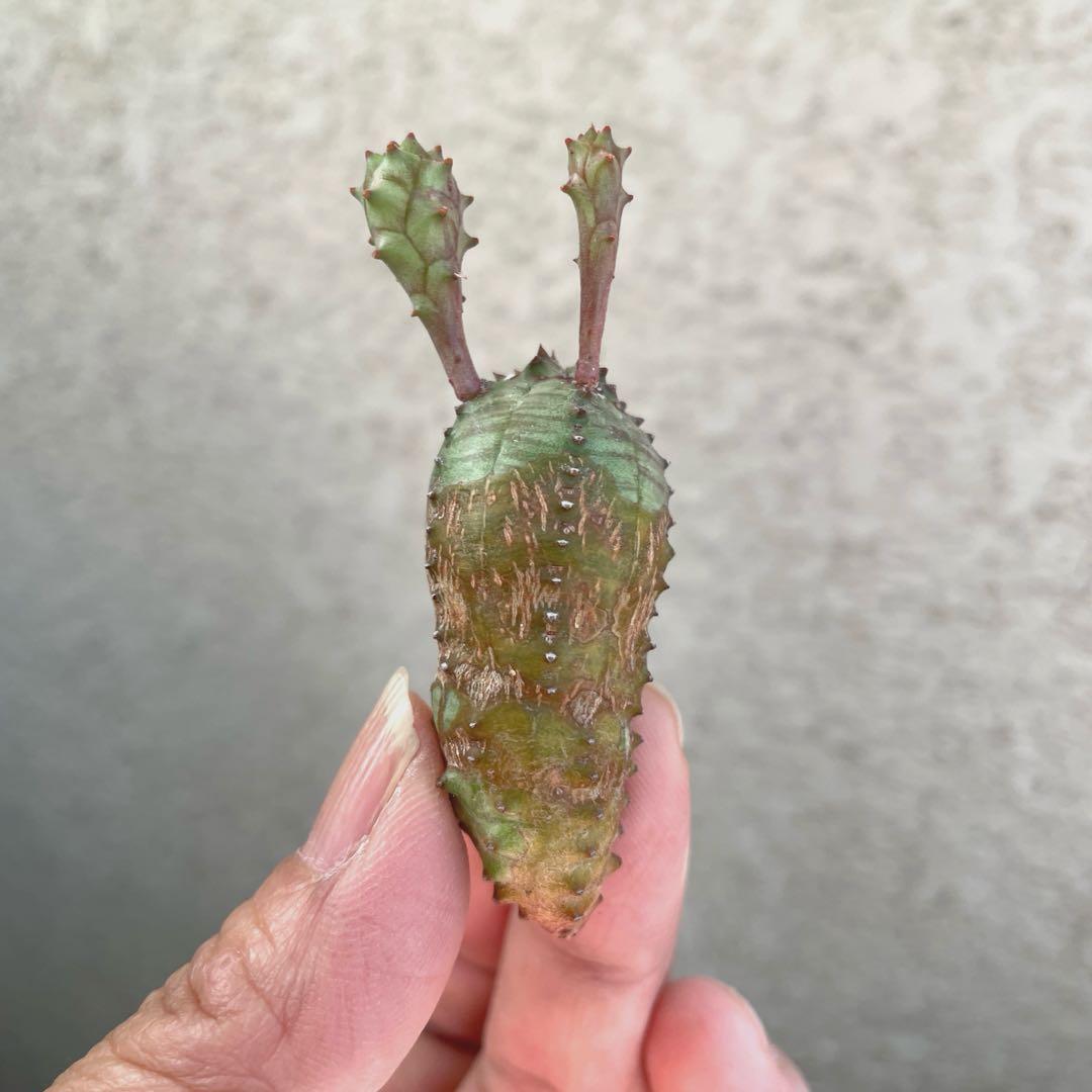 お問い合わせ中　画像更新9/25 オベサブロウ　抜き苗