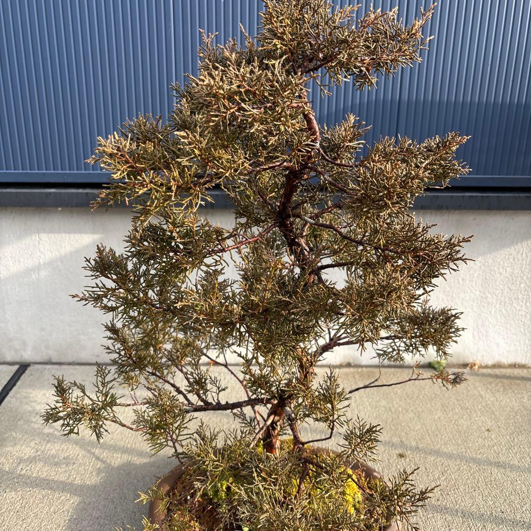 糸魚川真柏　真柏　盆栽