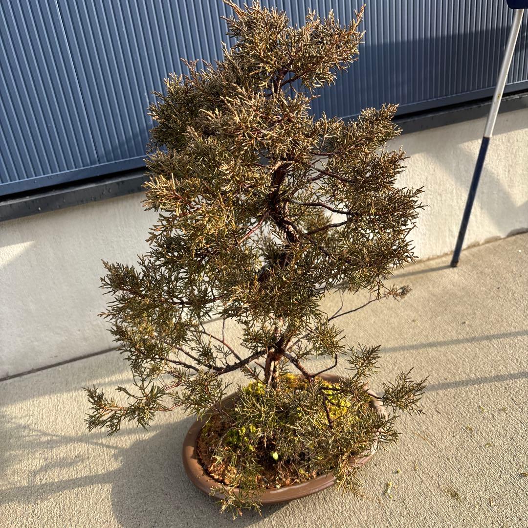 糸魚川真柏　真柏　盆栽