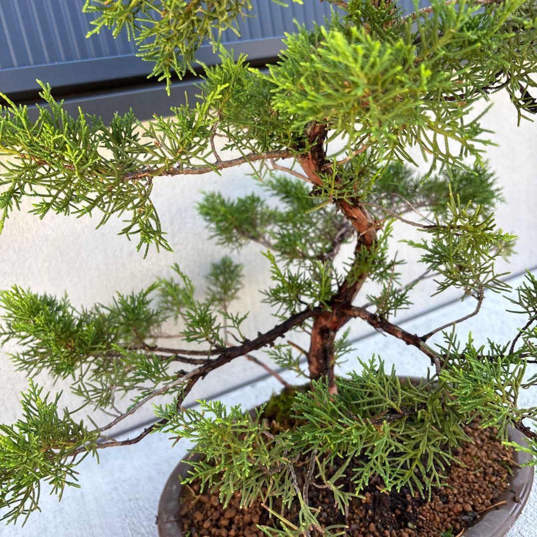 糸魚川真柏　真柏　盆栽