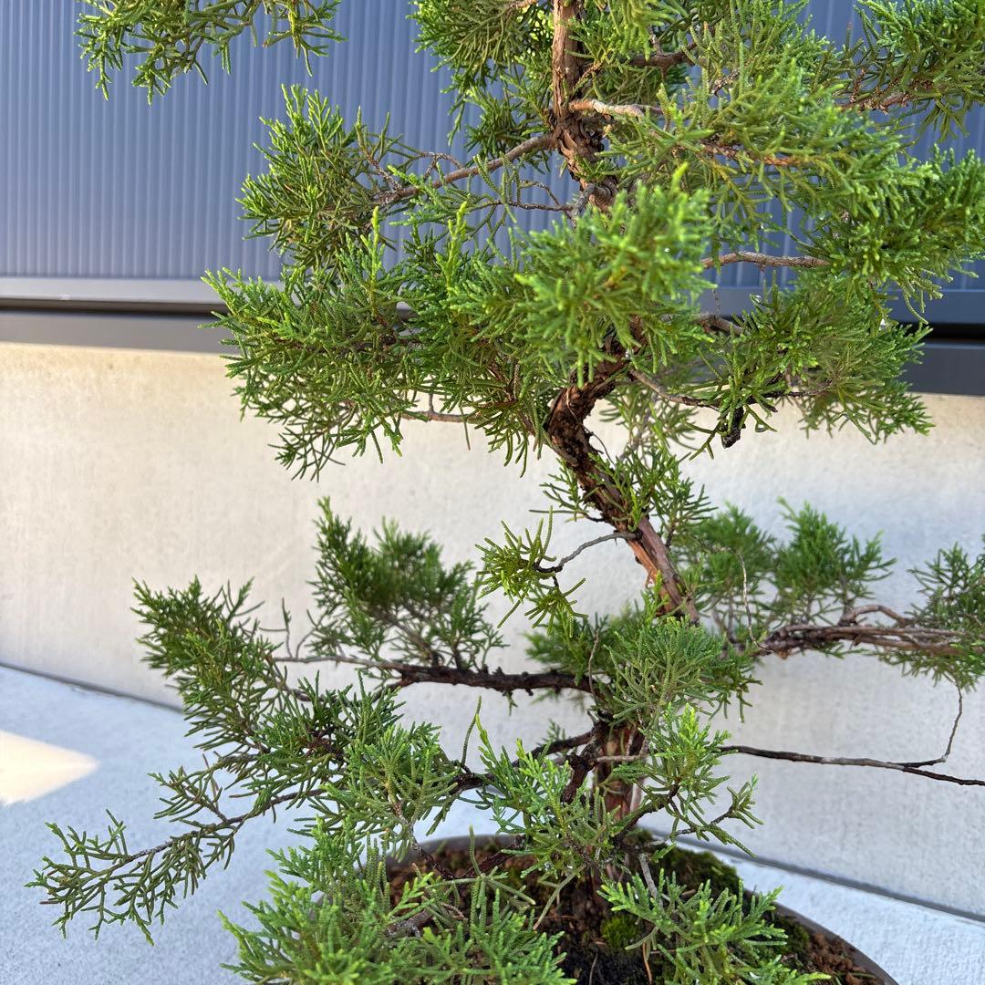 糸魚川真柏　真柏　盆栽
