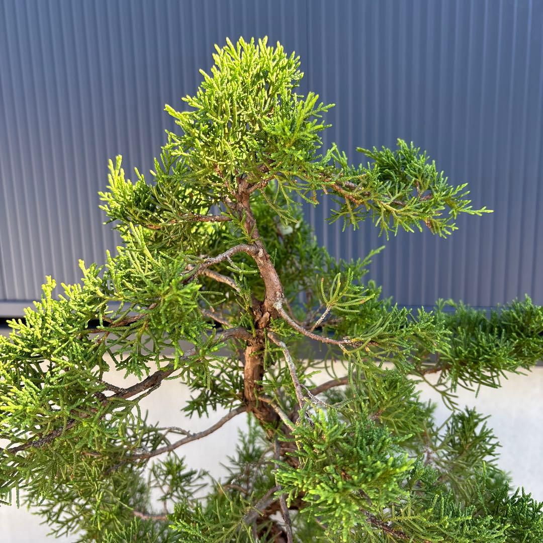 糸魚川真柏　真柏　盆栽