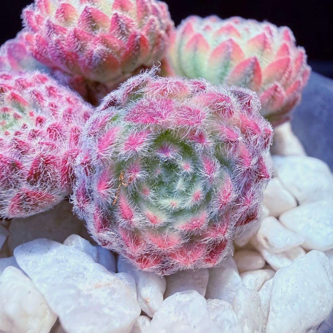 新入荷　レア新品種　センペルビウム錦　(6つ)セット　多肉植物