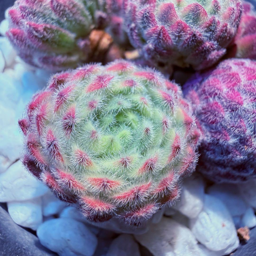 新入荷　レア新品種　センペルビウム錦　(6つ)セット　多肉植物