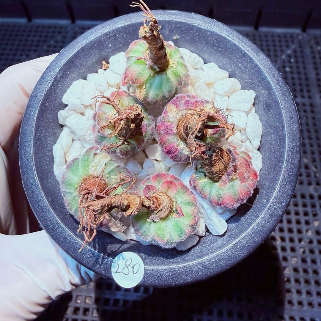 新入荷　レア新品種　センペルビウム錦　(6つ)セット　多肉植物