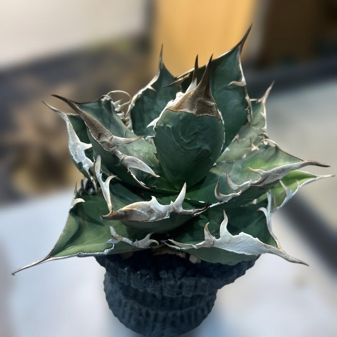 アガベ 緑色 尖った葉 SAD