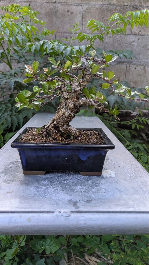 ハリツルマサキ（マッコウ）小品盆栽　荒れ肌