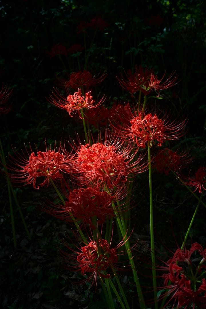 nokton classic 40mm F1.4 シングルコート　S.C