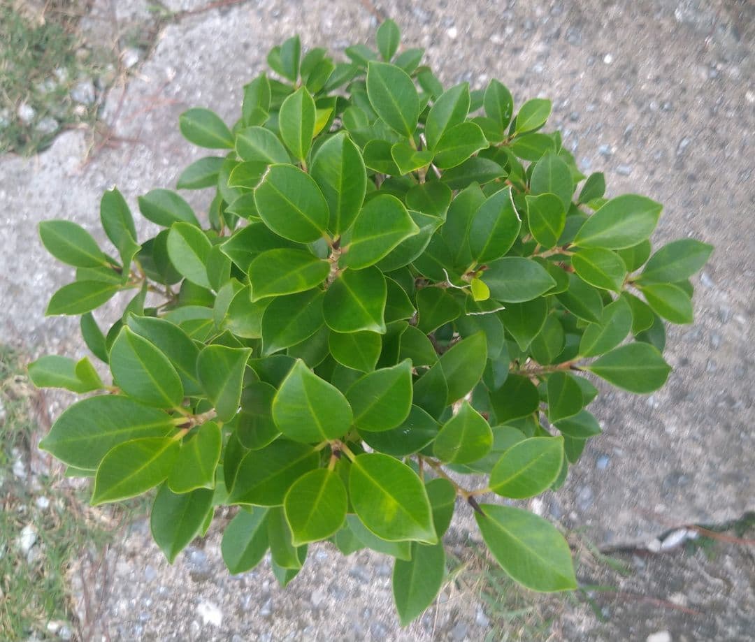 沖縄産　小葉ガジュマル　盆栽