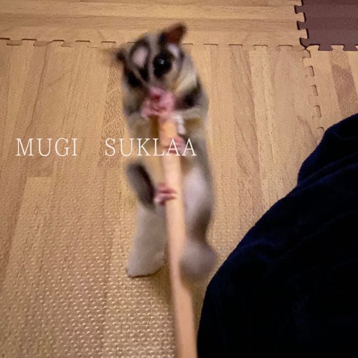 【MUGI SUKLAA オリジナル】フクロモモンガ 抱き枕/ねこじゃらし