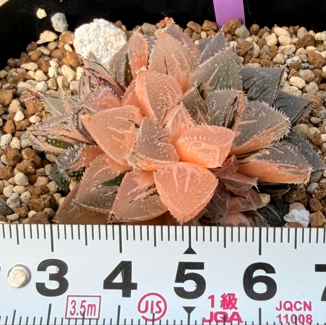 ハオルチア　新氷砂糖錦　極上斑