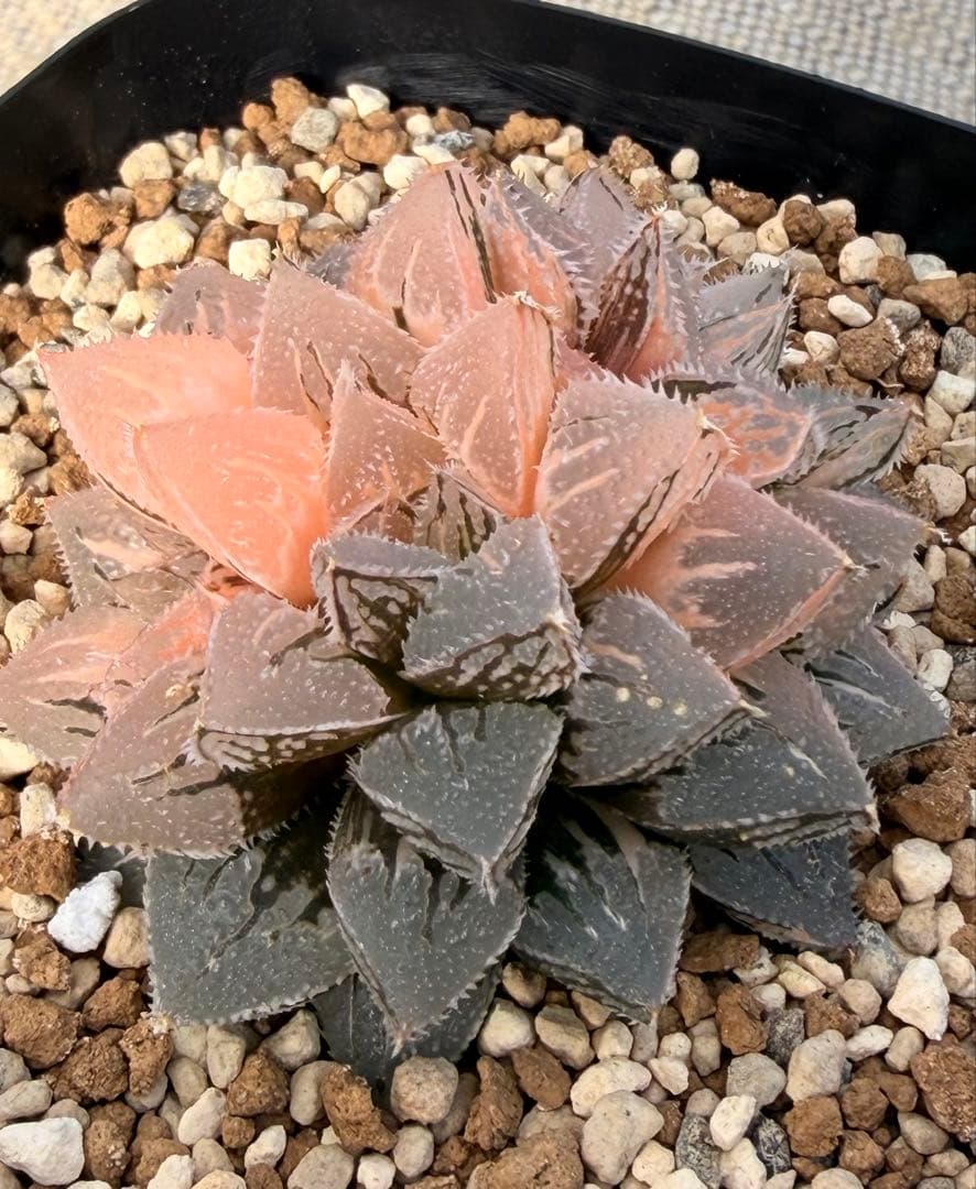 ハオルチア　新氷砂糖錦　極上斑