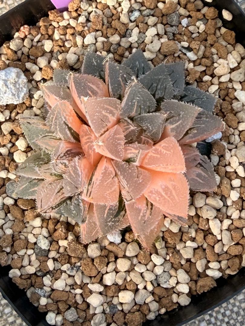 ハオルチア　新氷砂糖錦　極上斑